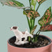 Pee My Plants Dog