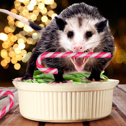 Possum Candy Canes